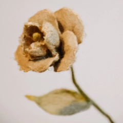 Imagen de FLORES DE FIELTRO I - curso online