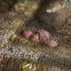 COLLAGE EN NUNO - SOLO PARA ARGENTINA - tienda online