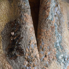 Imagen de CHALL COLLAGE NUNO - SOLO PARA ARGENTINA