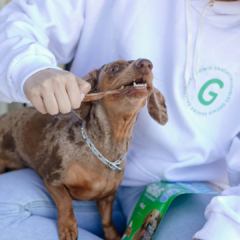 Varas (Tendón) - Dental Nutritivo - comprar online