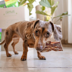 Chip - Premio Nutritivo - comprar online