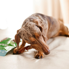 COMBO PERROS MEDIANOS - comprar online