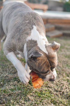 COMBO PERROS GRANDES - comprar online