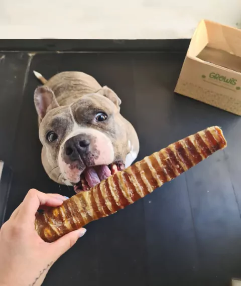 Tubos XL - Premio Nutritivo