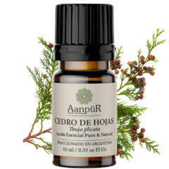 Cedro de Hojas - Thuja - comprar online