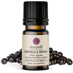 Grosella Negra - Casis - comprar online