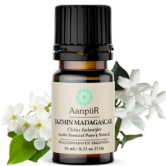 Jazmín Madagascar - comprar online