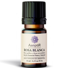 Rosa Blanca