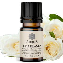 Rosa Blanca - comprar online