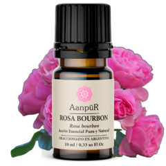 Rosa de Bourbon - comprar online