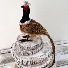 Faisão Decorativo Natural pena vermelha BC774