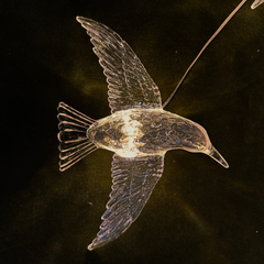 LED Pingente Pássaro V925 - comprar online