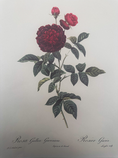 Rosas 001