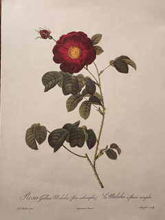 Rosas 002