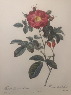 Rosas 005