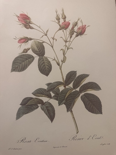 Rosas 010