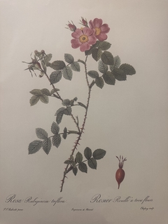 Rosas 012