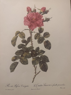 Rosas 015