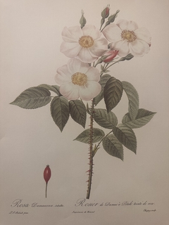 Rosas 017