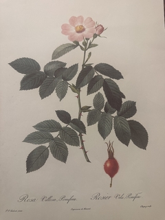 Rosas 019