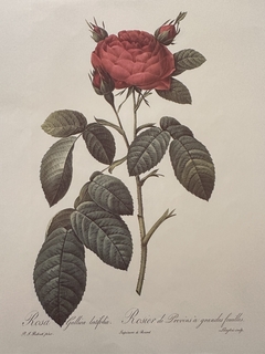 Rosas 021