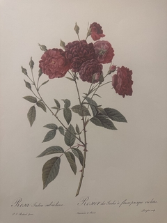 Rosas 022