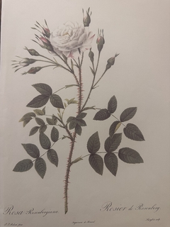 Rosas 023