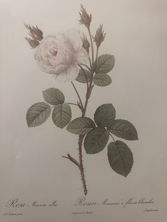 Rosas 030