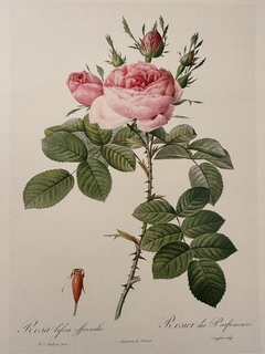 Rosas 032