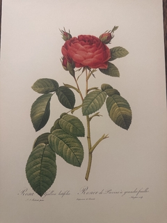 Rosas 033