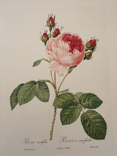 Rosas 034