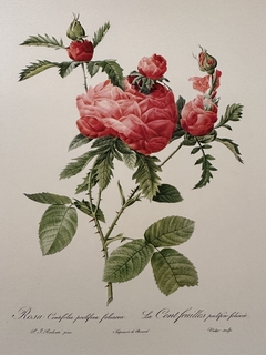 Rosas 037