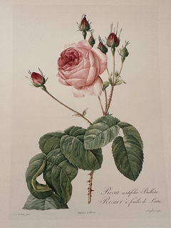 Rosas 045