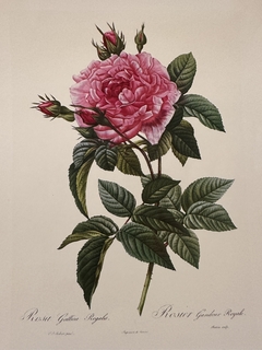Rosas 052