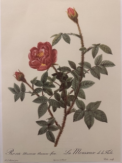 Rosas 057