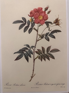 Rosas 059