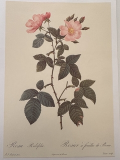Rosas 061