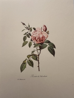 Rosas 064
