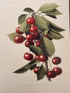 Cereja 05