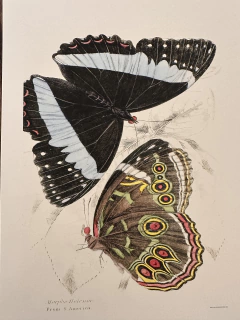 Borboleta 01