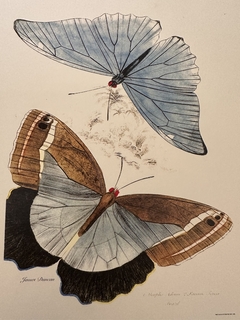 Borboleta 02