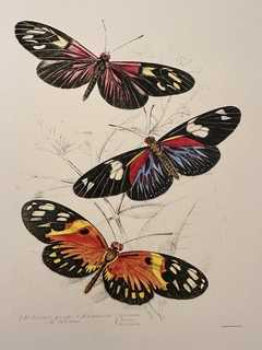 Borboleta 03
