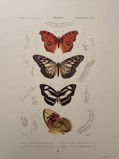 Borboleta 04