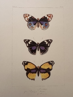 Borboleta 05