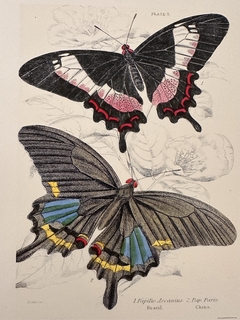 Borboleta 06