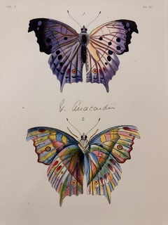 Borboleta 07