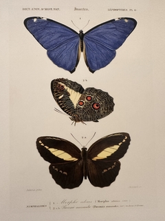 Borboleta 09