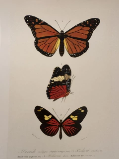 Borboleta 10