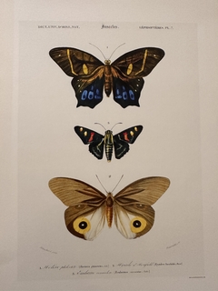 Borboleta 11