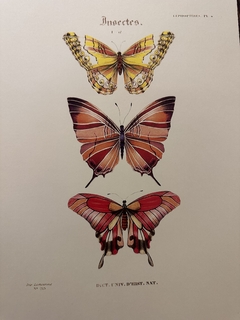 Borboleta 12